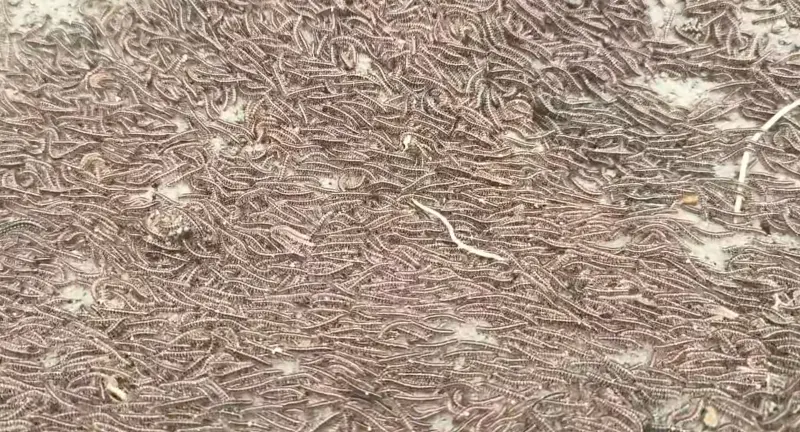 ▲近日，彰化縣福興鄉某處的百香果園，突然出現上萬隻馬陸在地表爬行，畫面令人頭皮發麻。（圖／ 果農陳啟宗提供）