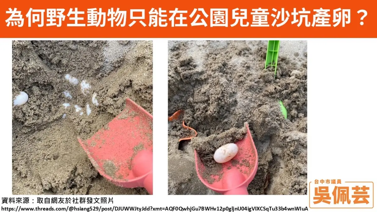 ▲上週有幼兒到豐樂雕塑公園戲沙池玩耍，竟挖出一堆台灣斑龜蛋！（圖／台中市議員吳佩芸提供，2025.05.13）
