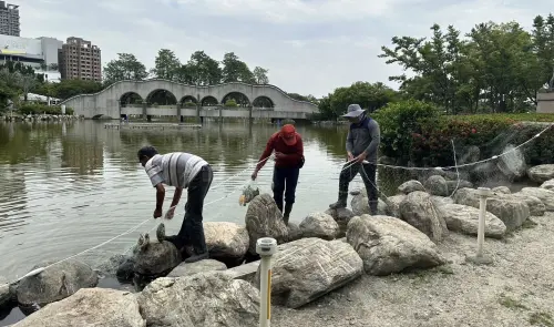 遊戲沙坑挖到烏龜蛋!台中豐樂雕塑公園龜滿為患 議員促蓋產房 ▲台中市豐樂雕塑公園的生態池有許多被棄養的烏龜,每年要清走1000隻左右。(圖/翻攝建設大台中臉書,2025.05.13)