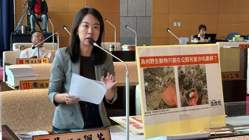 遊戲沙坑挖到烏龜蛋!台中豐樂雕塑公園龜滿為患 議員促蓋產房 ▲台中市議員吳佩芸呼籲市府幫公園的烏龜蓋產房,避免被路殺或到戲沙池產卵。(圖/記者顏幸如攝,2025.05.13)