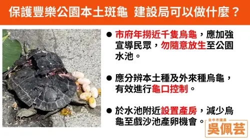 遊戲沙坑挖到烏龜蛋!台中豐樂雕塑公園龜滿為患 議員促蓋產房 ▲曾有烏龜為尋覓合適的下蛋地點爬到馬路,最後遭到路殺。(圖/台中市議員吳佩芸提供,2025.05.13)
