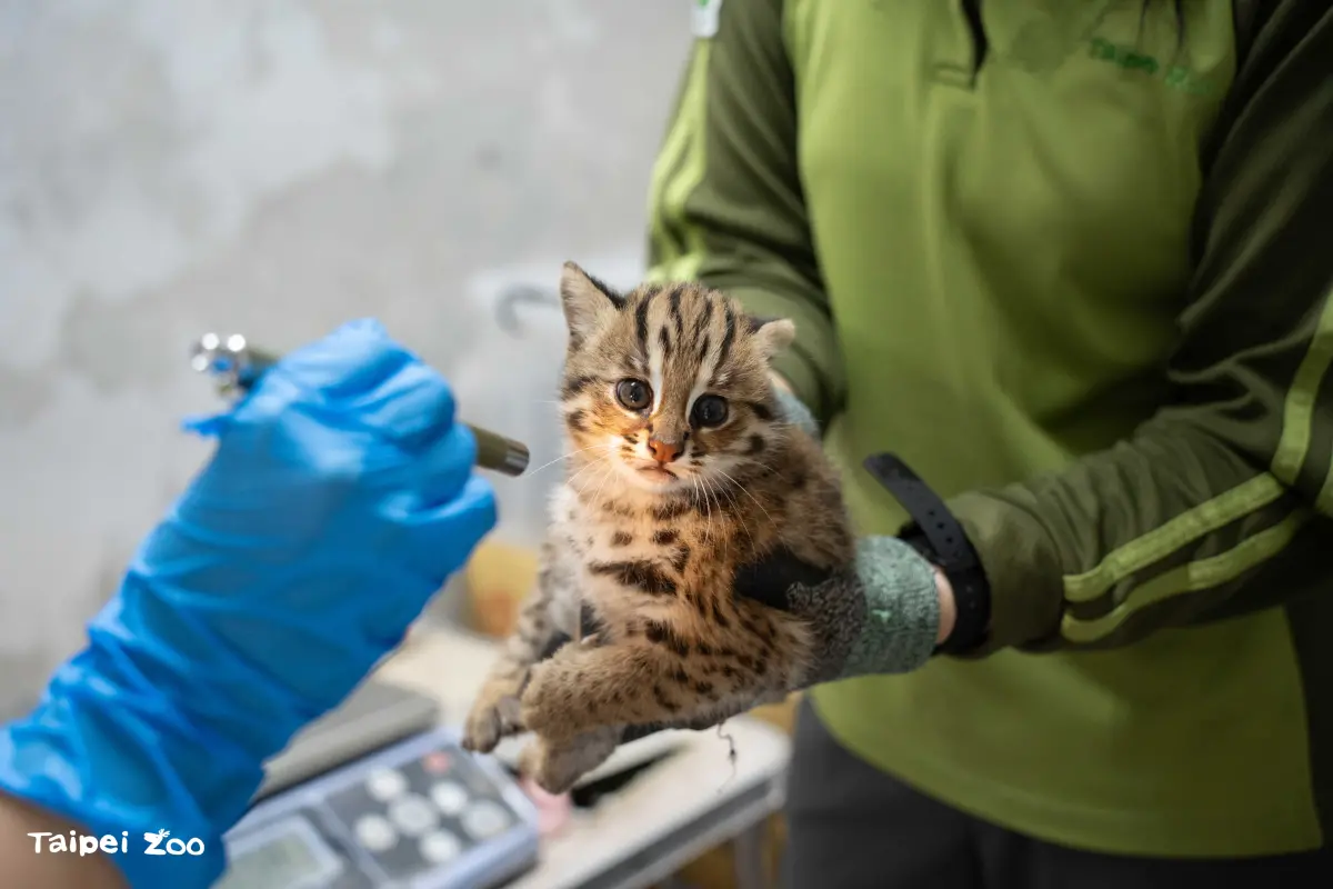 ▲台北市立動物園在3月份迎來兩隻雌性石虎寶寶，園方再度發起命名活動。（圖／台北市立動物園）