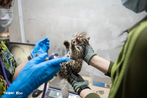 小石虎充滿活力的可愛模樣,也讓命名活動更加激烈。(圖/台北市立動物園) ▲小石虎充滿活力的可愛模樣,也讓命名活動更加激烈。(圖/台北市立動物園)