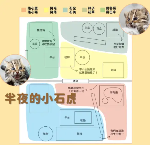 小石虎5月15日凌晨3點半活動範圍,將成為牠們最終的名稱。(圖/台北市立動物園) ▲小石虎5月15日凌晨3點半活動範圍,將成為牠們最終的名稱。(圖/台北市立動物園)