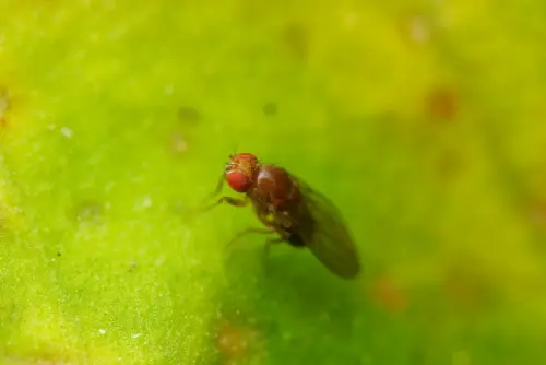 果蠅大軍將出動！她問家有寵物怎麼辦　內行推自製陷阱：省錢有效