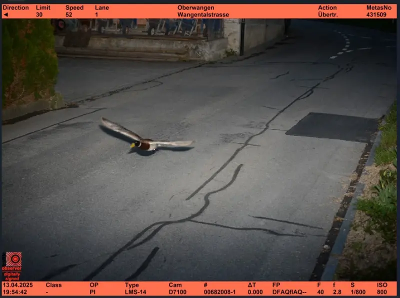 ▲瑞士中部克尼茨市（Köniz）一台雷達測速照相機，日前拍到一隻在時速限速30公里的道路上以52公里飆速飛行的鴨子。（圖／翻攝自Gemeinde Köniz的臉書）