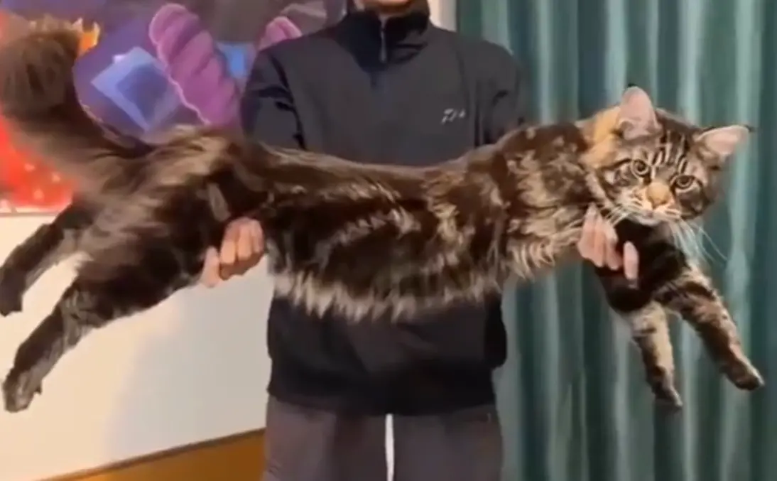 ▲男子收編巴掌大小貓咪，沒想到1年後直接突變，讓他超級傻眼。（圖／翻攝微博）