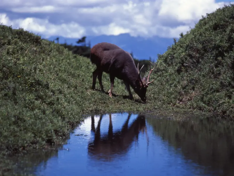▲位於花蓮縣、南投縣交界的奇萊山，一直以來都是登山客喜愛的登山地點，當地也是台灣水鹿的棲地，具有靈性的牠們也常與人類保持恰當的距離互動，因此被譽為「山獸神」。（圖／太管處）