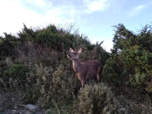 ▲水鹿不時在登山客會出現的路徑上現蹤，可愛模樣也成為山友間相當喜愛的嬌客，視為山林之間的珍寶。（圖／太管處）