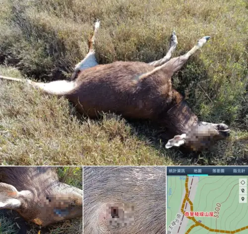 ▲近期有山友在臉書社團「靠北登山大小事」發文表示，於奇萊稜線山屋東南方約500公尺處發現一隻雄性水鹿屍體，讓他感到相當憤怒。（圖／翻攝靠北登山大小事社團）