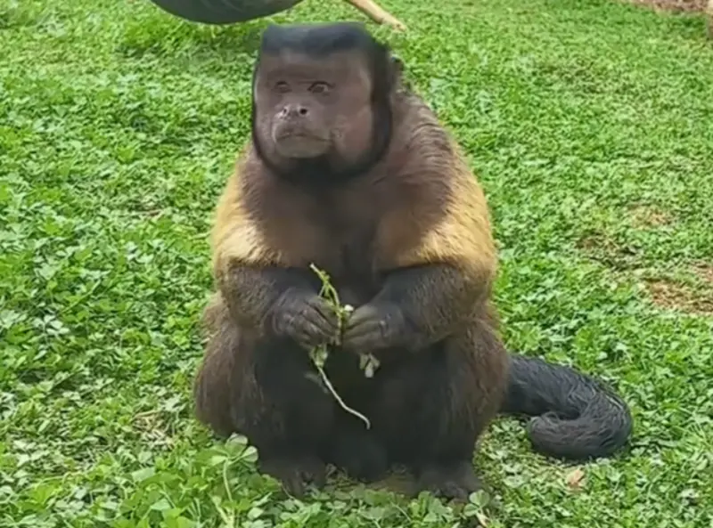 ▲中國合肥動物園一隻長著方臉的黑帽懸猴「大壯」，近日突然在網路上走紅，吸引大批遊客。（圖／翻攝自微博）