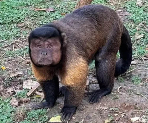 ▲照顧「大壯」的保育員強調,牠一點都不醜,反而很可愛、帥的很特別。(圖/翻攝自微博) ▲照顧「大壯」的保育員強調,牠一點都不醜,反而很可愛、帥的很特別。(圖/翻攝自微博)