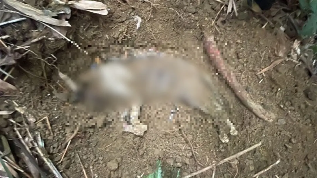 ▲虐貓慣犯趙育慶殺害領養的貓咪後棄屍。（圖／台北市動保處提供）