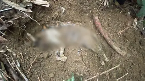 火烤水燙5貓「體無完膚」慘死 虐貓狂魔創判刑最重紀錄