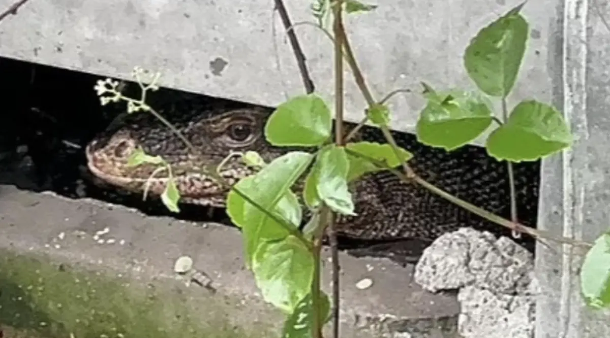 ▲泰國巨蜥活吞嬰兒。（圖／翻攝自X）