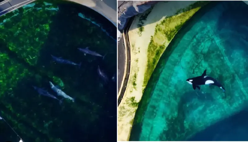 ▲法國一處廢棄的海洋公園中，仍有兩隻虎鯨和12隻海豚在汙濁的水池中生存。（圖／翻攝自臉書／TideBreakers）