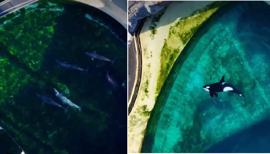 ▲法國一處廢棄的海洋公園中，仍有兩隻虎鯨和12隻海豚在汙濁的水池中生存。（圖／翻攝自臉書／TideBreakers）