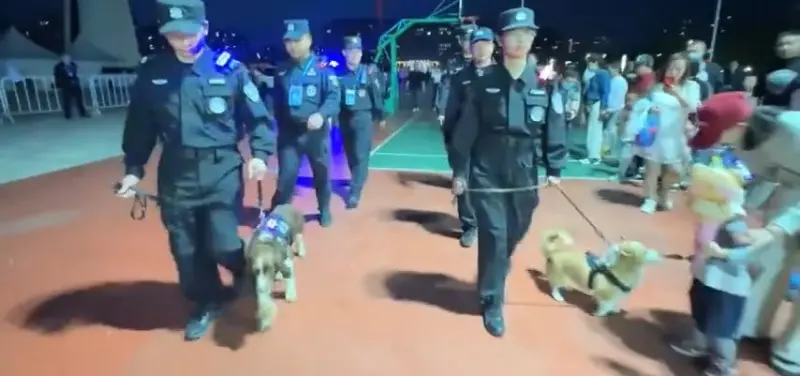 ▲中國柯基警犬「福仔」日前在巡邏時，竟然嘴饞偷吃小朋友的香腸。（圖／翻攝自網路）