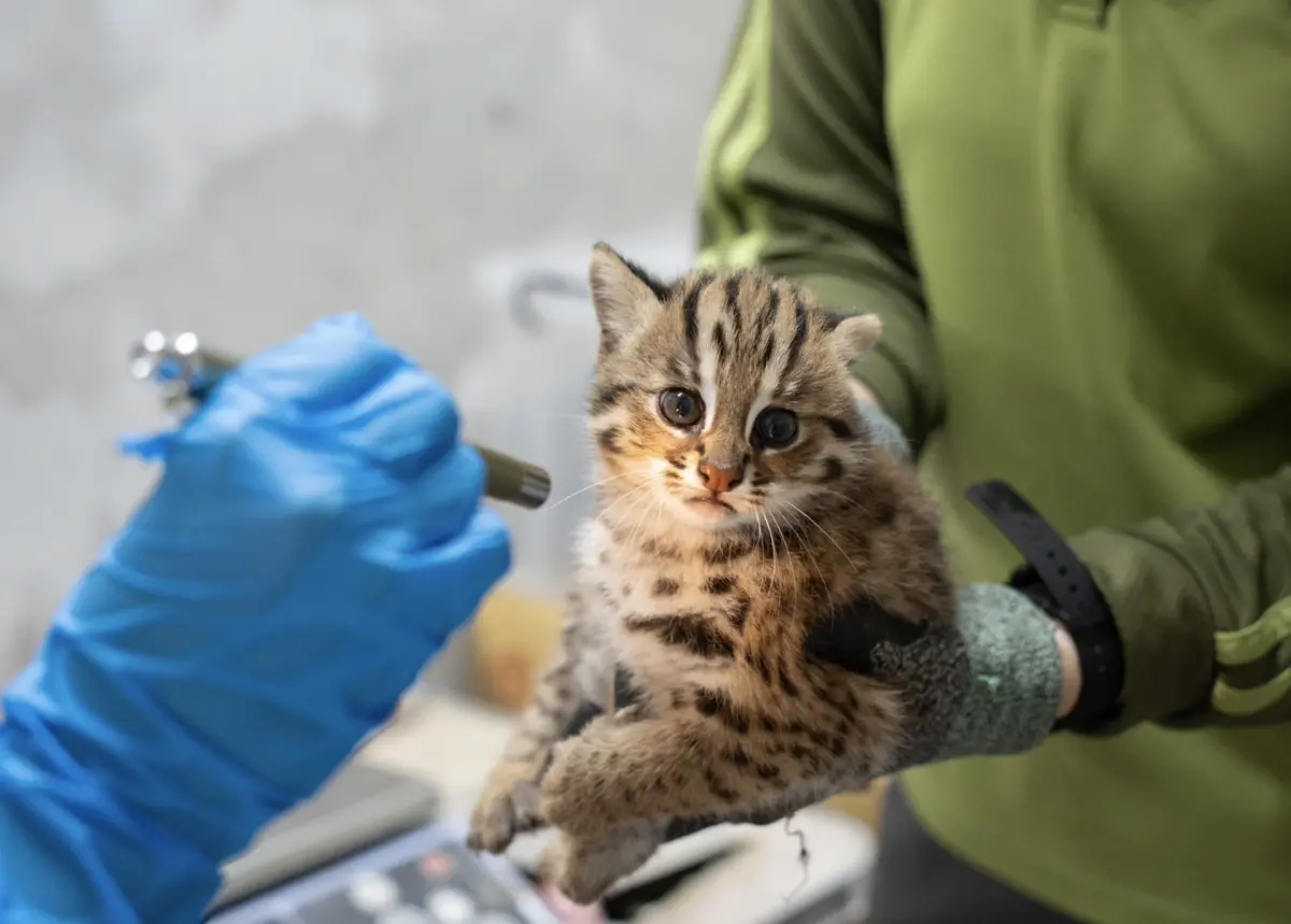 ▲石虎媽「春捲」3月22日誕下「雙姝捲」，圖為一個半月大的石虎寶寶。（圖／台北市立動物園提供)