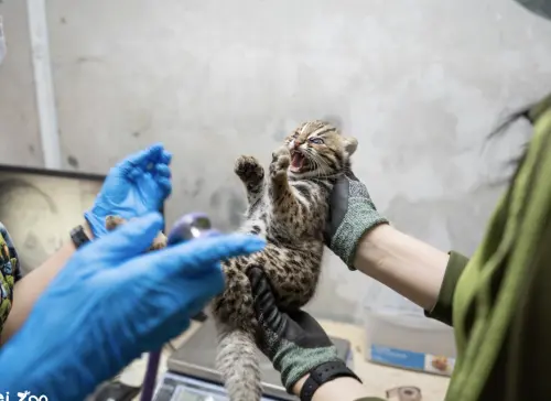 石虎媽「春捲」3月22日誕下「雙姝捲」,圖為一個半月大的石虎寶寶。(圖/台北市立動物園提供) ▲石虎媽「春捲」3月22日誕下「雙姝捲」,圖為一個半月大的石虎寶寶。(圖/台北市立動物園提供)