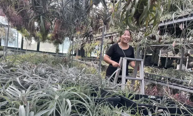 「空氣鳳梨」築夢！新住民汪夢創業　嫁來台10年深耕