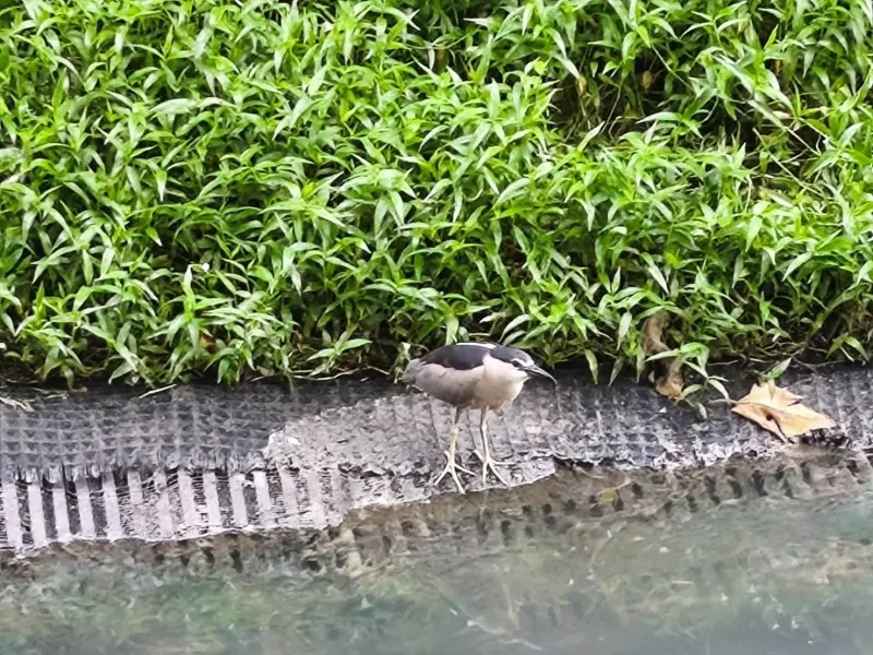 ▲動保員到場後呆住傻眼發現，這所謂的「企鵝」，竟是2018年網路上被拿來開玩笑熱議的「南崁企鵝」夜鷺。（圖／新北市動保處）