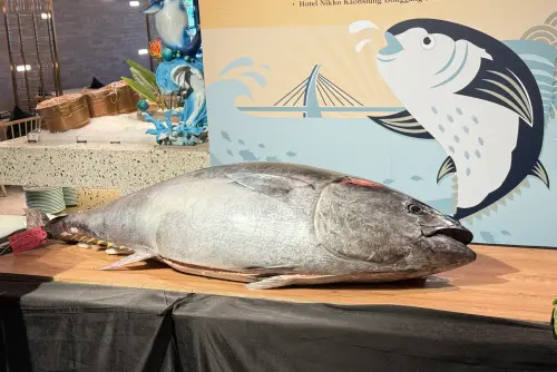 台灣現在邁入鮪魚季,日本與台灣的黑鮪魚略有差別。(圖/記者葉盛耀攝) ▲台灣現在邁入鮪魚季,日本與台灣的黑鮪魚略有差別。(圖/記者葉盛耀攝)