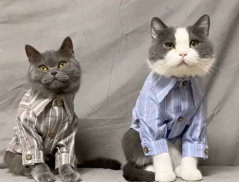 ▲6月有多個寵物節日，即日起就是寵愛毛孩、入手寵物新衣與新玩具的最佳時機。（圖／翻攝網路）