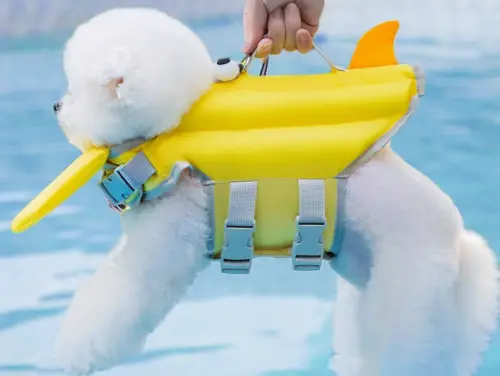 ▲超萌的狗狗專用泳衣救生衣，夏日戲水完全不是問題。（圖／翻攝網路）