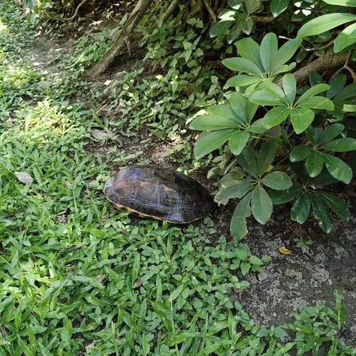 本土斑龜產卵現蹤 中市豐樂公園將設產房守護