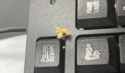 桌上跑出「黃色皮克敏」狂奔！內行爆出真面目　全場驚：長知識了
