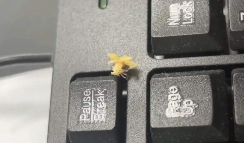 ▲皮克敏現身了？有民眾上班時目擊到像是任天堂角色「皮克敏」的謎樣生物跑出來，畫面曝光引發網路社群討論，就有內行人找出牠的真面目。（圖／Threads@wasim_8979_授權提供）