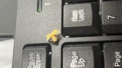 ▲這隻小生物其實是廣翅蠟蟬若蟲，若蟲時期尾部會有如棉花的物質，藉由身上的蠟質或蠟絲遮掩身體。（圖／Threads@wasim_8979_授權提供）