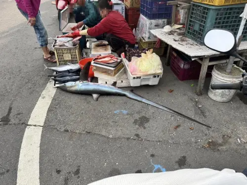 ▲台灣將新增3種鯊魚禁獵捕，不過長尾鯊未入列，而長尾鯊在小琉球被稱為三娘尾，是普遍的海鮮料理。（圖／翻攝臉書）