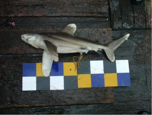 ▲漁業署將新增俗稱花鯊的污斑白眼鮫，列為禁捕獵魚種。（圖／翻攝漁業署網站）