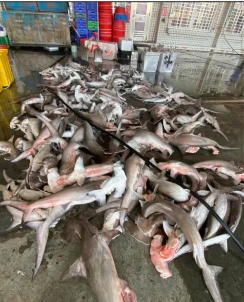 ▲漁業署未來將修法共有6種鯊魚禁止獵捕，但目前台灣濫捕鯊魚情況仍相當嚴重。許多未成年鯊魚被一網打盡，大量販賣。（圖／翻攝臉書）