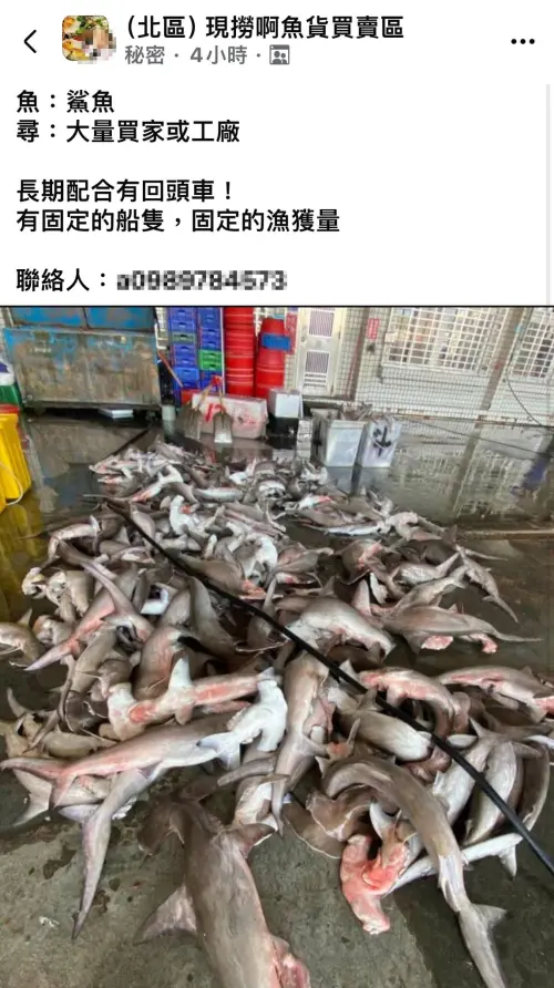 ▲漁業署未來將修法共有6種鯊魚禁止獵捕，但目前台灣濫捕鯊魚情況仍相當嚴重。許多未成年鯊魚被一網打盡，公然在網路上大量販賣。（圖／翻攝臉書）