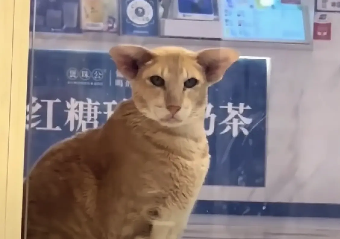 ▲有中國網友在商場看到一隻外型詭異的貓，耳朵不僅又大又尖，竟長在眼睛兩側，模樣像極了外星生物，原來這是身價逼近十萬的「東方短毛貓」。（圖／翻攝自YT）
