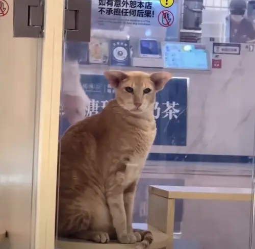 ▲(圖/翻攝自YT) ▲(圖/翻攝自YT)