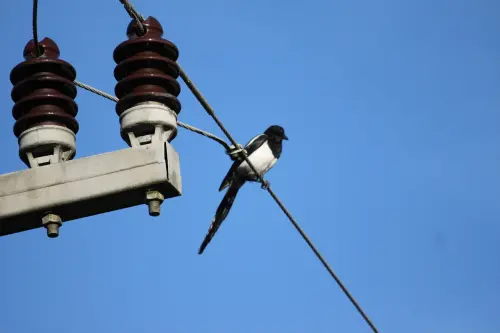 爆開後墜地！加州小鎮傳「爆炸鳥」怪象　居民驚：像煙火一樣炸開
