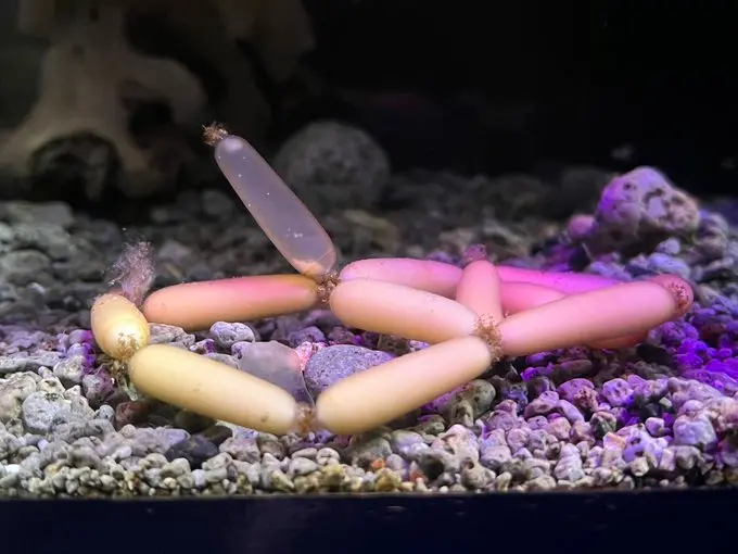 誰的火鍋料？深海驚見「一串小香腸」水族館揭真相 網喊餓了