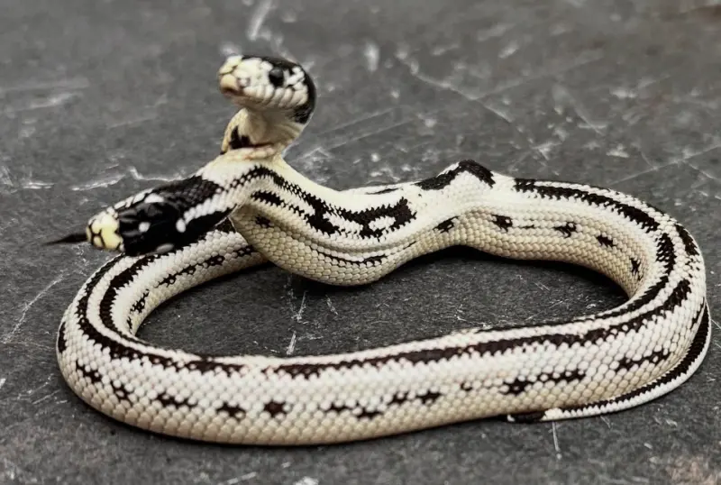 ▲美國加州專門販售爬蟲類的寵物店「East Bay Vivarium」，店內誕生了一隻極度罕見的雙頭蛇。（IG@theeastbayvivarium）