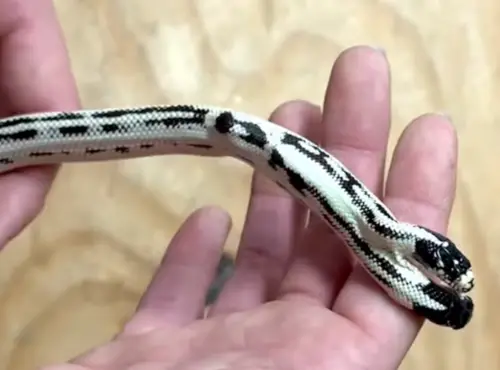 「Angel」與「Zeke」剛出生的可愛模樣。(IG@theeastbayvivarium) ▲「Angel」與「Zeke」剛出生的可愛模樣。(IG@theeastbayvivarium)