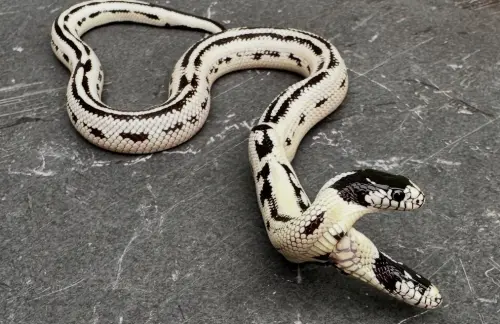 「Angel」與「Zeke」常常意見分歧,一個想往左、另一個卻想往右,而這樣的特性,也成為雙頭蛇在野外容易被掠食者攻擊的弱點,因此在野外難以生存。(IG@theeastbayvivarium) ▲「Angel」與「Zeke」常常意見分歧,一個想往左、另一個卻想往右,而這樣的特性,也成為雙頭蛇在野外容易被掠食者攻擊的弱點,因此在野外難以生存。(IG@theeastbayvivarium)