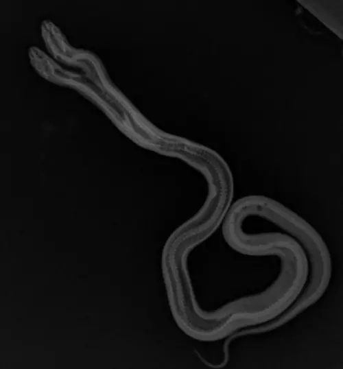 ▲雙頭蛇的X光照,看出牠們極度特殊的身體構造。(IG@theeastbayvivarium) ▲雙頭蛇的X光照,看出牠們極度特殊的身體構造。(IG@theeastbayvivarium)