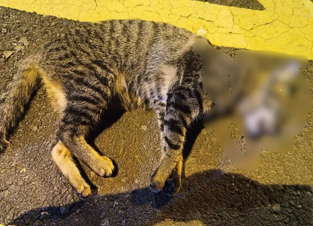 ▲吐血暴斃的浪貓，陳屍塗城市場附近的停車場。（圖／台中市議員江和樹提供，2025.05.20）