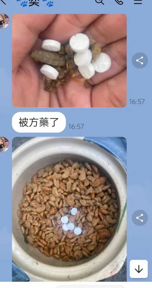 疑不滿愛媽餵食 浪貓被毒死不瞑目!江和樹喊:去找害你的人報仇 ▲愛媽上星期在貓盆裡發現不明的白色藥物。(圖/台中市議員江和樹提供,2025.05.20)