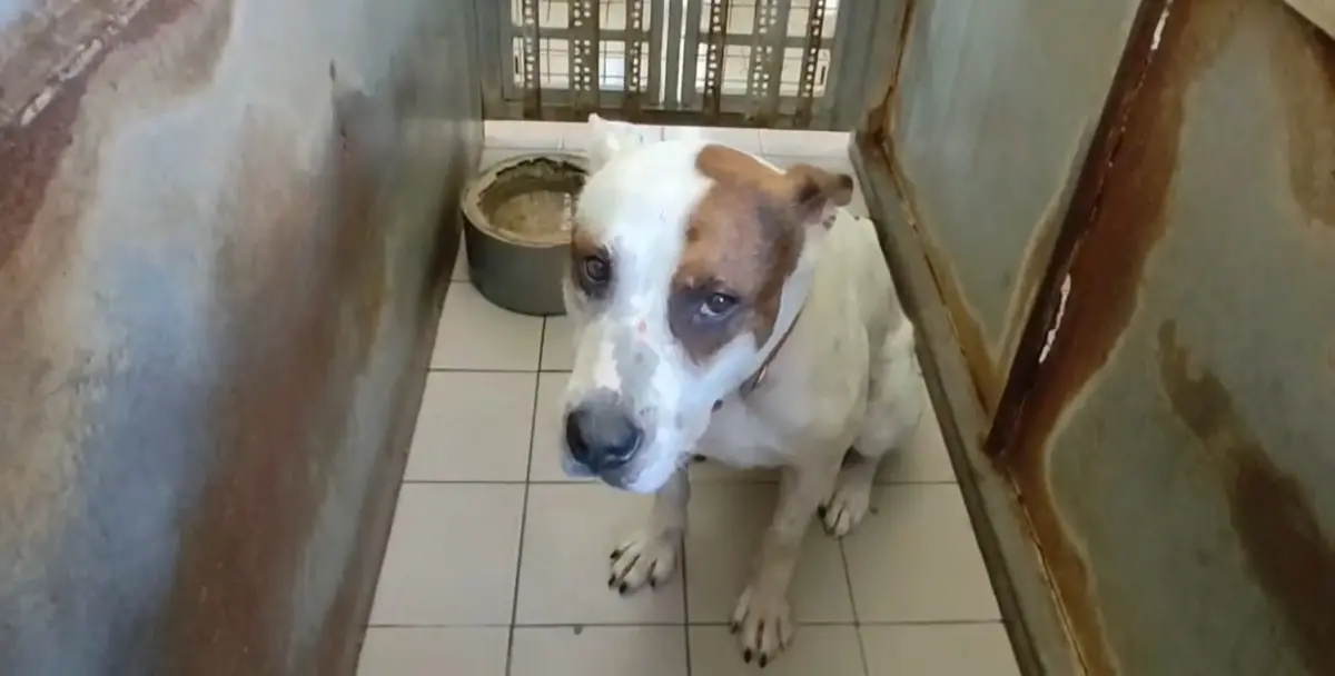 ▲在街頭攻擊人與老狗的混種犬，被關進動物之家「獨居房」後不再凶狠，還露出無辜表情。（圖／台中市政府提供，2025.05.20）