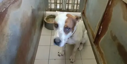混種比特犬街頭攻擊愛爸與老狗　飼主見狀竟落跑！中市動保處要查
