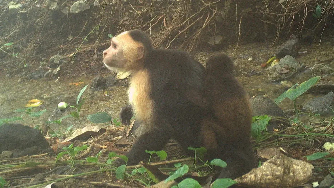 ▲動物行為學家在巴拿馬島上發現一樁怪事，有捲尾猴在島上到處綁架吼猴幼崽，科學家觀察到的至少就有11隻吼猴幼崽被綁架。上圖就是一隻捲尾猴揹著不屬於自己的吼猴寶寶。（圖／翻攝自Max Planck Institute of Animal Behavior）
